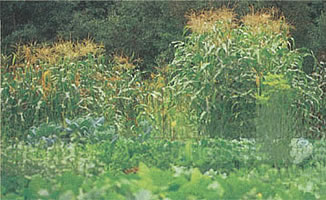 The author usually plants four varieties of corn, each maturing at a different times, to give an extended season.
